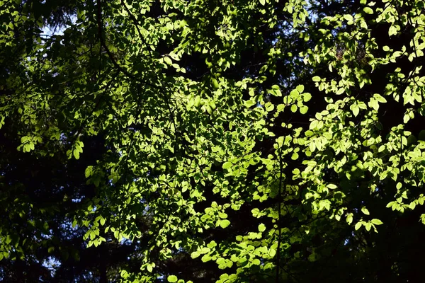 一张背光的树叶和树叶的特写照片 — 图库照片
