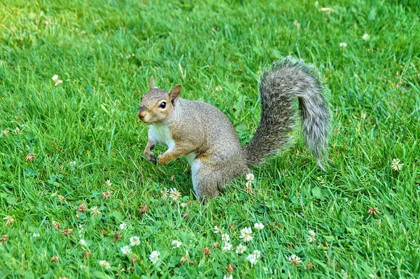 Söt Ekorre Går Det Gröna Gräset — Stockfoto