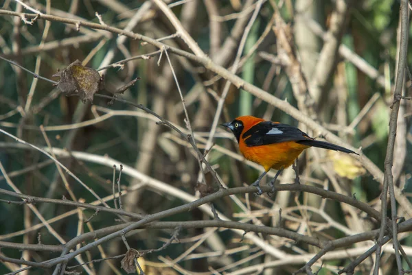 Zbliżenie Pomarańczowo Czarnego Ptaka Pitohui Boku Siedzącego Suchym Drzewie Liściastym — Zdjęcie stockowe