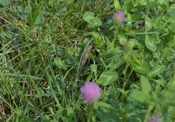 Gros Plan Petit Lézard Des Murailles Sauvage Dans Végétation — Photo