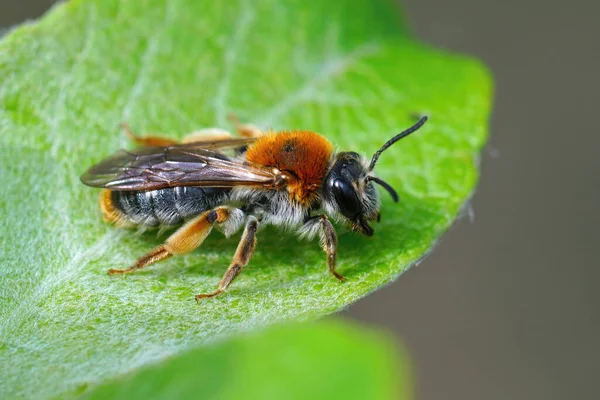 Dişi Bir Orange Yakından Çekilmiş Bir Fotoğrafı Maden Arısı Andrena — Stok fotoğraf