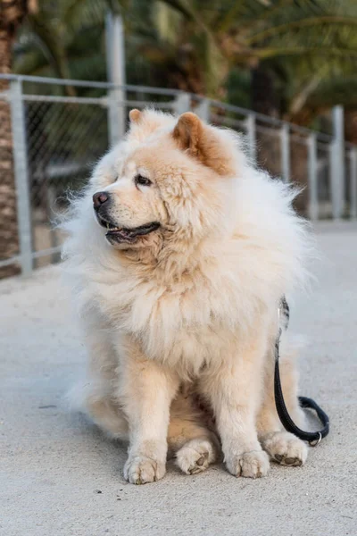 Eine Vertikale Aufnahme Eines Flauschigen Chow Chow Isoliert Park Auf — Stockfoto