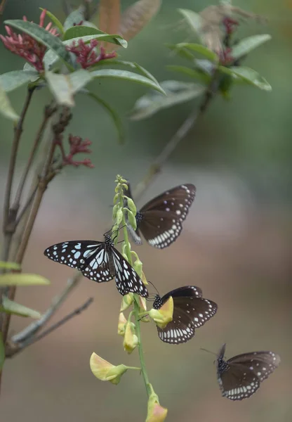 かわいい蝶の周りを飛んで 小さな黄色の春の花に休んで — ストック写真