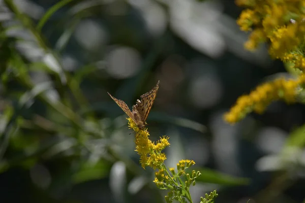 一种带有黑斑的橙色蝴蝶从黄花中采集花粉的选择性焦点镜头 — 图库照片