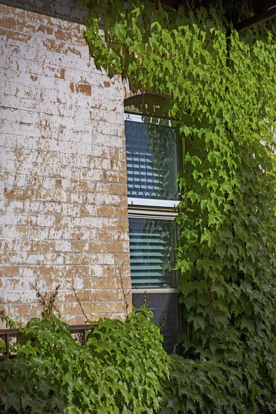 Tiro Uma Casa Com Plantas Pintura Escalada Cobrindo Parcialmente Tijolos — Fotografia de Stock