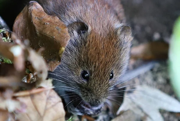 Närbild Microtus Arvalis Mus Bland Bladen Marken Skogen — Stockfoto