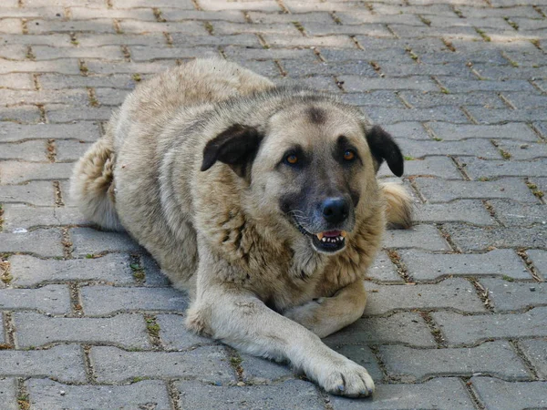 Ein Brauner Obdachloser Hund Liegt Auf Einem Gepflasterten Platz — Stockfoto