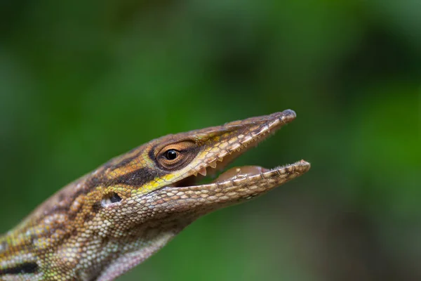 Egy Közeli Kép Egy Barna Anole Gyíkról — Stock Fotó