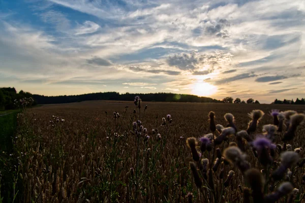 一个美丽的日出穿过农场 野花盛开 — 图库照片