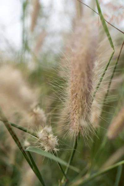 Colpo Verticale Erba Dolce Che Cresce Campo — Foto Stock