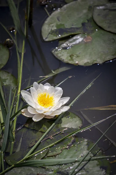 Vertical Shot Blooming Water Lily — Stock Photo, Image
