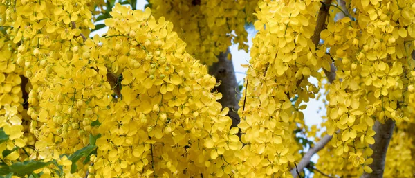 Uma Bela Vista Flores Acácia Amarelas Floridas — Fotografia de Stock