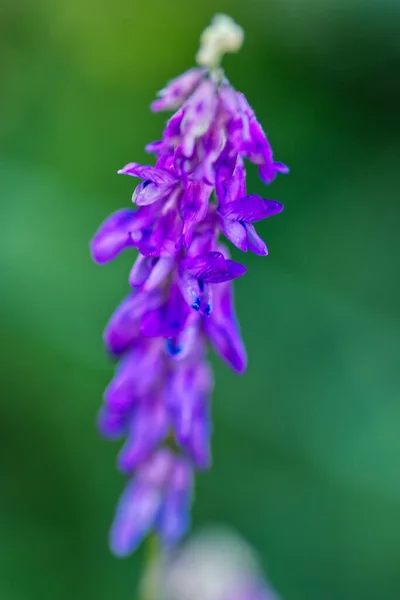 緑の背景に咲く紫色のマウスエンドウの花の選択的焦点ショット — ストック写真