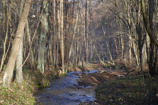 Une Petite Rivière Dans Une Forêt Aux Arbres Nus — Photo