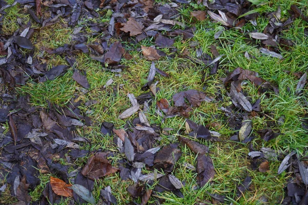 Close Detalhes Natureza Com Musgo Folhas Molhadas Caídas — Fotografia de Stock