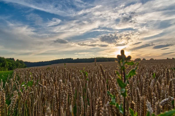 Hermoso Amanecer Través Del Campo Granja Con Flores Silvestres Flor — Foto de Stock