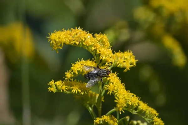 Eine Selektive Fokusaufnahme Einer Fliege Auf Einer Gelben Blume — Stockfoto