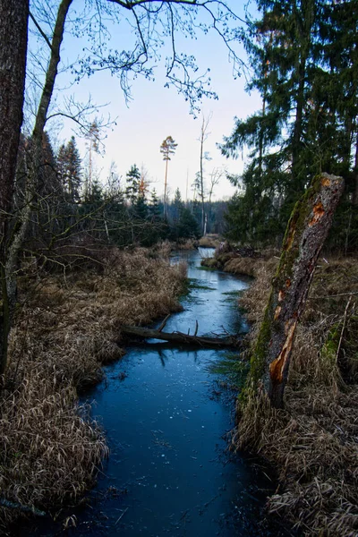 Großaufnahme Eines Baumstammes Der Über Den Stillen Kanal Wald Fällt — Stockfoto