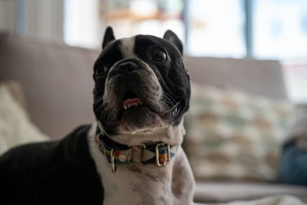 Close Uma Cara Buldogue Francês Preto Branco Com Boca Aberta — Fotografia de Stock