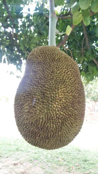 Uma Carne Madura Fruto Pendurado Uma Árvore Macaco — Fotografia de Stock