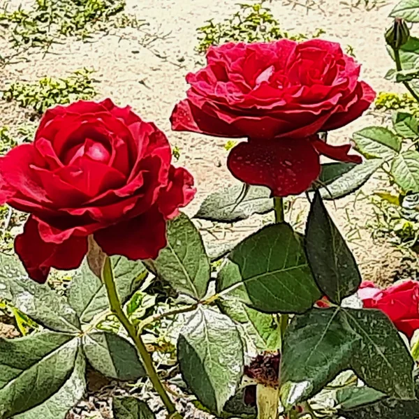 Primo Piano Rose Rosse Fiore — Foto Stock