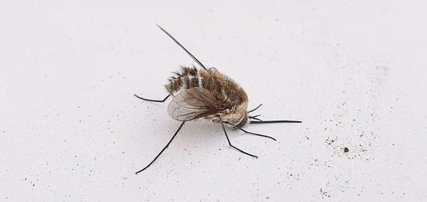 Tiro Panorâmico Uma Mosca Doméstica — Fotografia de Stock