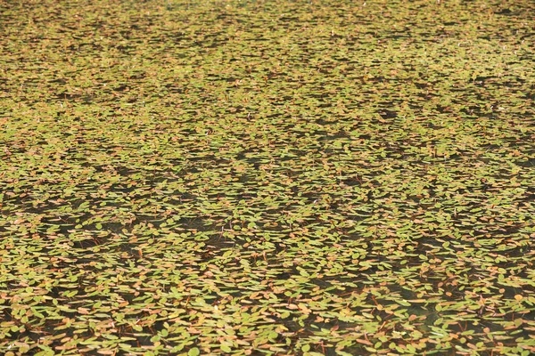 Uma Bela Vista Folhas Persicaria Flutuando Uma Superfície Água Lago — Fotografia de Stock