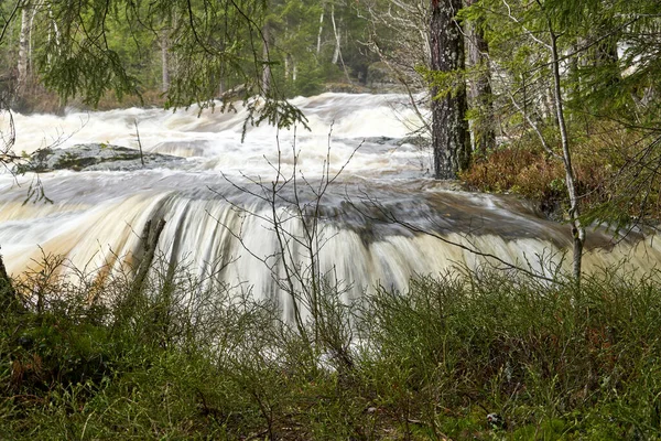 Una Vista Panorámica Río Bosque Rodeado Árboles Vegetación —  Fotos de Stock