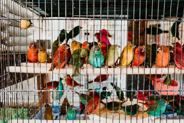 Muchos Tipos Diferentes Aves Una Jaula —  Fotos de Stock
