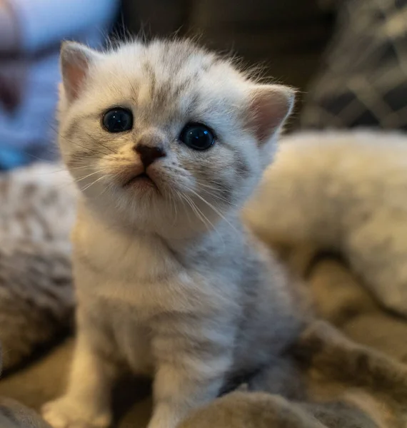 Eine Nahaufnahme Einer Flauschigen Babykatze Die Mit Einem Niedlichen Gesicht — Stockfoto