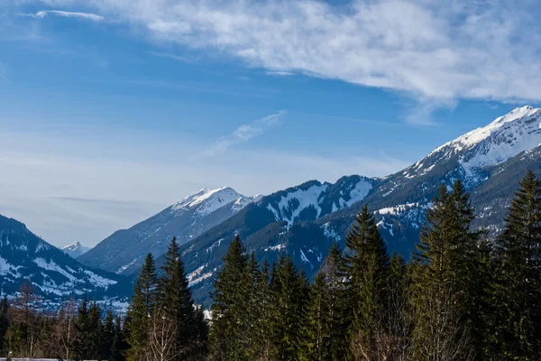 Närbild Tallskog Med Ett Snöigt Berg Bakom Sig Molnig Himmel — Stockfoto