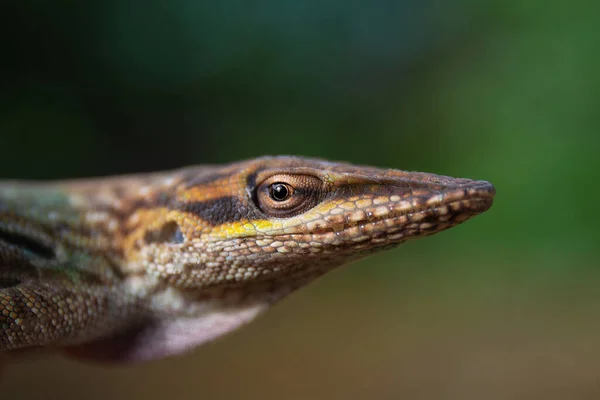 Closeup Shot Brown Anole Lizard — Stock Photo, Image