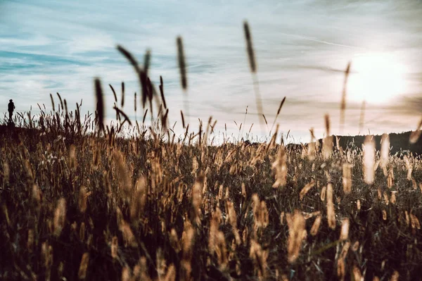 Tiro Foco Seletivo Campo Grama Pôr Sol Cênico — Fotografia de Stock