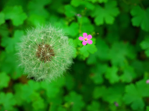 春天里蒲公英在大自然中的美丽照片 — 图库照片