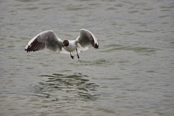 Beautiful Shot Gull Flying Water — Stock Photo, Image