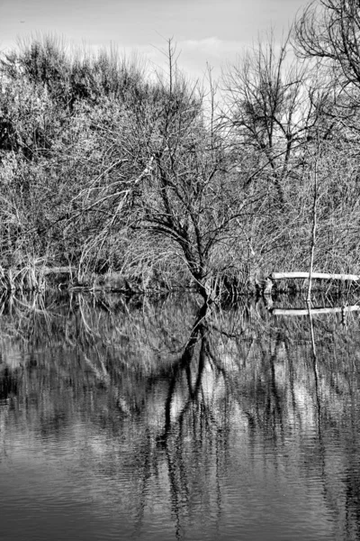대낮에 나무와 관목으로 둘러싸인 호수를 — 스톡 사진