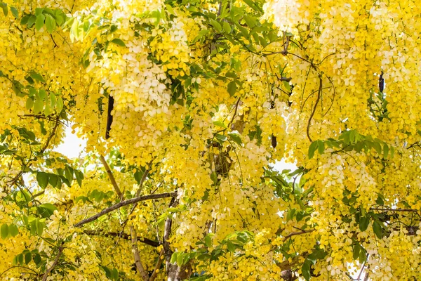 Gyönyörű Kilátás Nyílik Virágzó Sárga Akác Virágokra — Stock Fotó