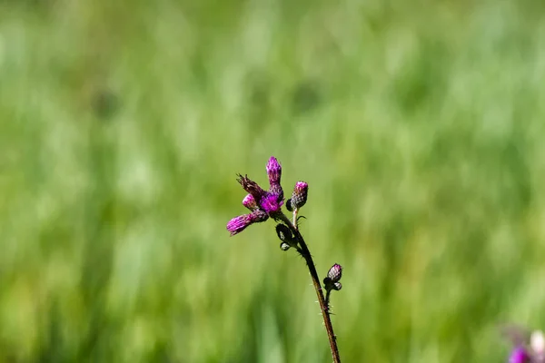 Chardon Fleurs Sauvages Fleurs Sur Fond Prairie Floue — Photo