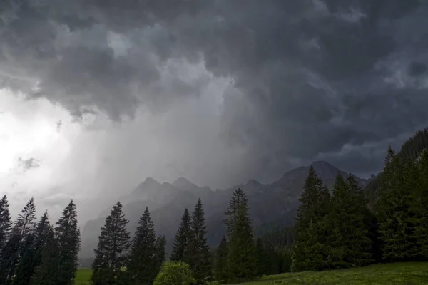 Hermoso Tiro Árboles Coníferas Campo Montaña Bajo Cielo Nublado Austria — Foto de Stock