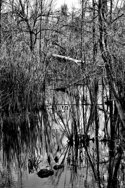 공원의 호수에서 나무들을 사진으로 — 스톡 사진
