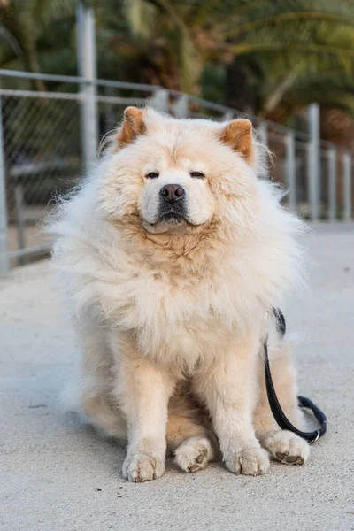 Vertical Shot Fluffy Chow Chow Isolated Park Blurred Background — Stock Photo, Image