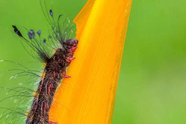 Een Close Shot Van Een Rups Etend Een Gele Bloem — Stockfoto