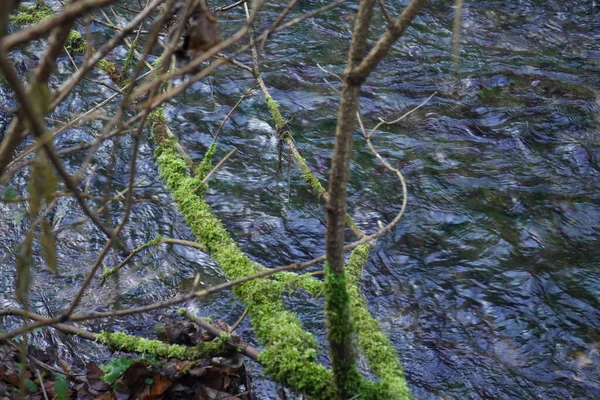 Den Mossiga Stammen Ett Fallen Träd Flod — Stockfoto