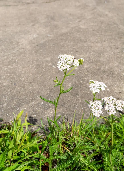 Vertical Shot Yarrow Growing Field Daylight Blurry Background — Stock Photo, Image