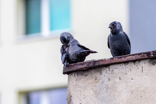 Couple Mignon Western Jackdaw Assis Sur Toit — Photo