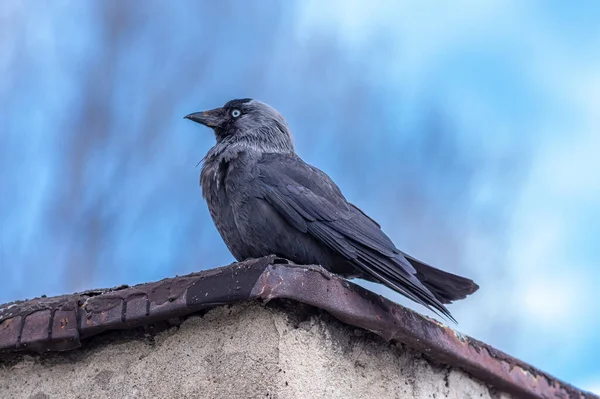 Side View Eurasian Jackdaw Blurred Sky Background — Stock Photo, Image