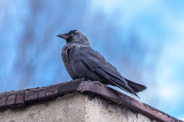 Une Vue Latérale Jackdaw Eurasien Dans Fond Ciel Flou — Photo