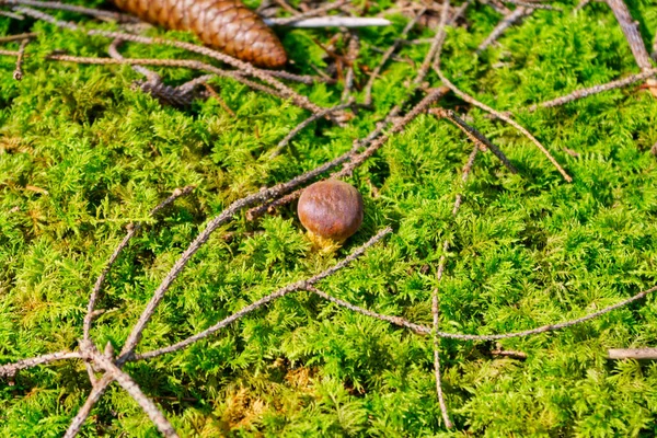 Eine Nahaufnahme Eines Pilzes Umgeben Von Waldmoos Und Zweigen Mit — Stockfoto