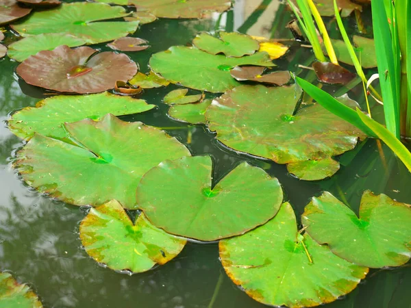Foto Bunga Lili Air Yang Mengambang Danau — Stok Foto