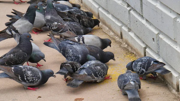 Flock Klippduvor Äter Små Brödsmulor Från Marken — Stockfoto